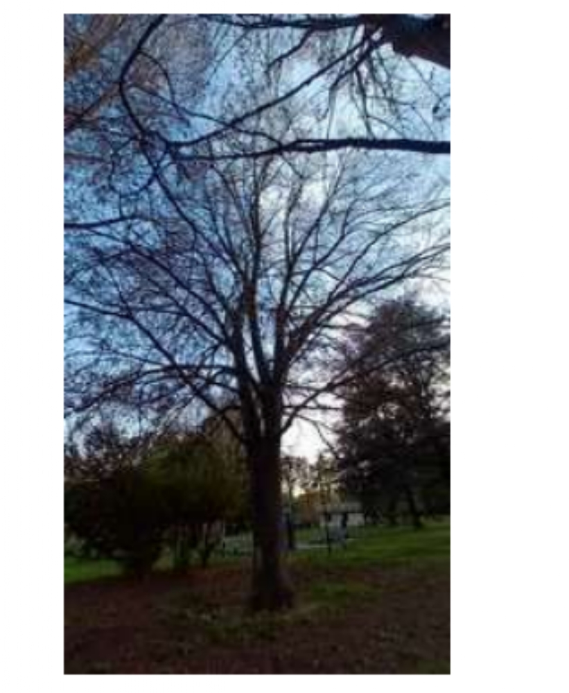 COLLEGNO - Al Parco Generale Dalla Chiesa dovranno essere abbattuti 111 alberi per motivi di sicurezza - FOTO