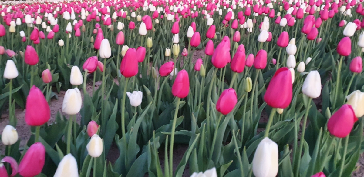 GRUGLIASCO - In città arriva il maxi campo di tulipani: 475mila esemplari da ammirare e fotografare - FOTO