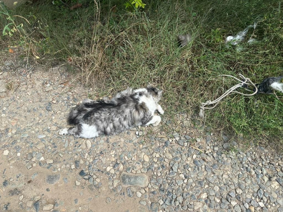 ORRORE A SAN GILLIO - Gattina uccisa e messa in un sacco nero: strangolata o impiccata? - FOTO