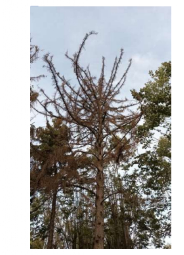 COLLEGNO - Al Parco Generale Dalla Chiesa dovranno essere abbattuti 111 alberi per motivi di sicurezza - FOTO