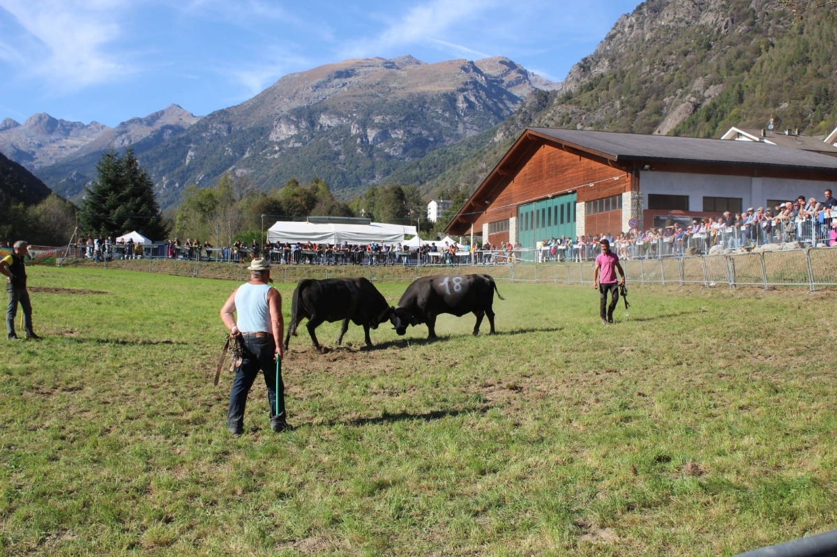 CAFASSE - Domenica 24 torna la «Battaglia d'le Reines», le mucche regine delle Valli di Lanzo - FOTO