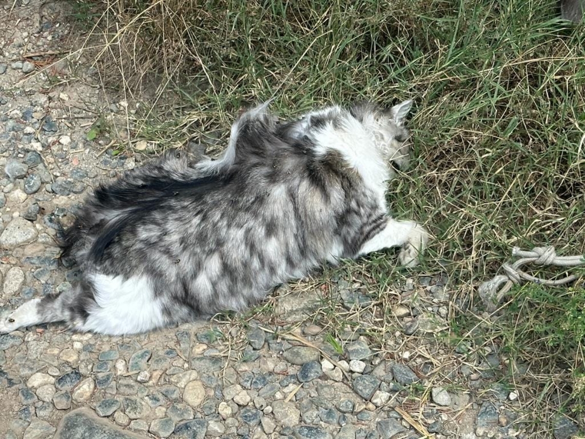 ORRORE A SAN GILLIO - Gattina uccisa e messa in un sacco nero: strangolata o impiccata? - FOTO