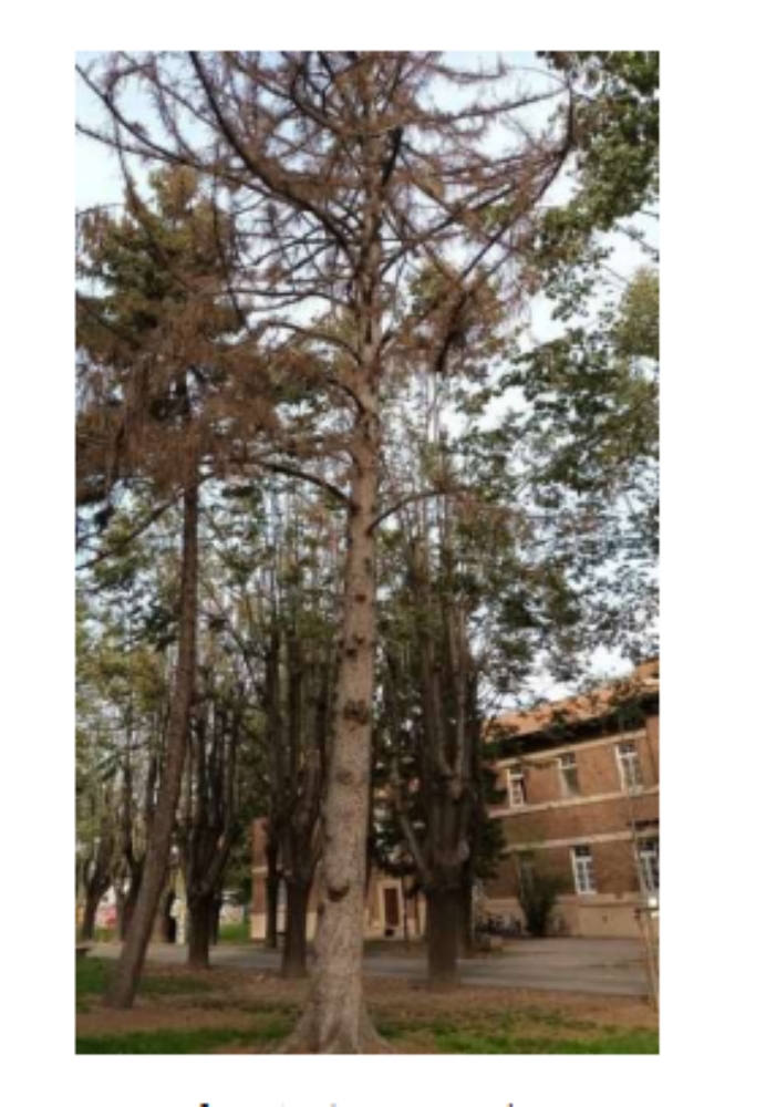 COLLEGNO - Al Parco Generale Dalla Chiesa dovranno essere abbattuti 111 alberi per motivi di sicurezza - FOTO