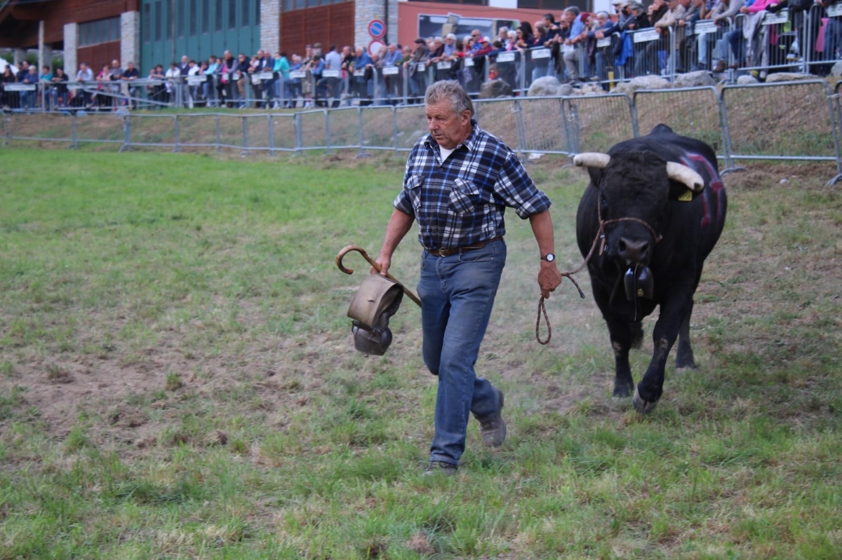 CAFASSE - Domenica 24 torna la «Battaglia d'le Reines», le mucche regine delle Valli di Lanzo - FOTO