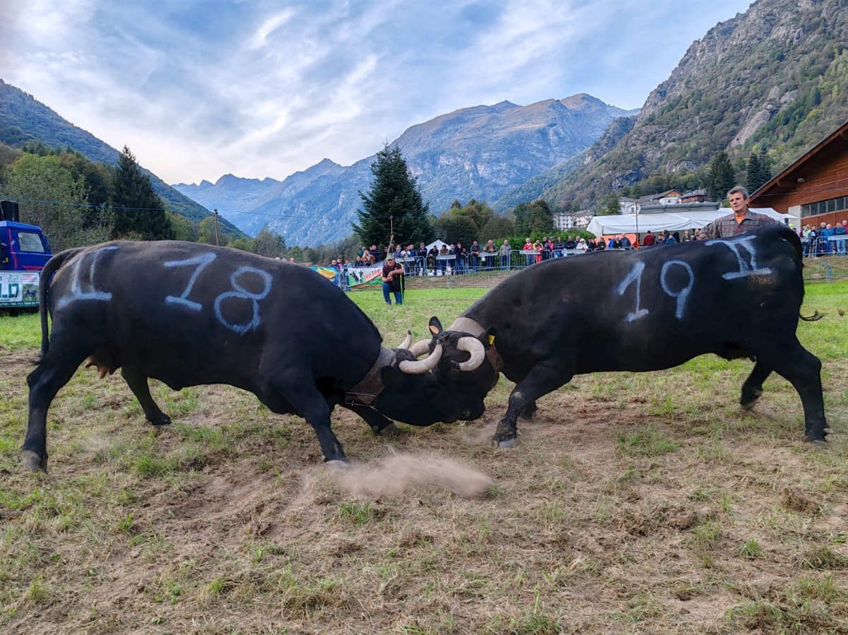 CAFASSE - Domenica 24 torna la «Battaglia d'le Reines», le mucche regine delle Valli di Lanzo - FOTO