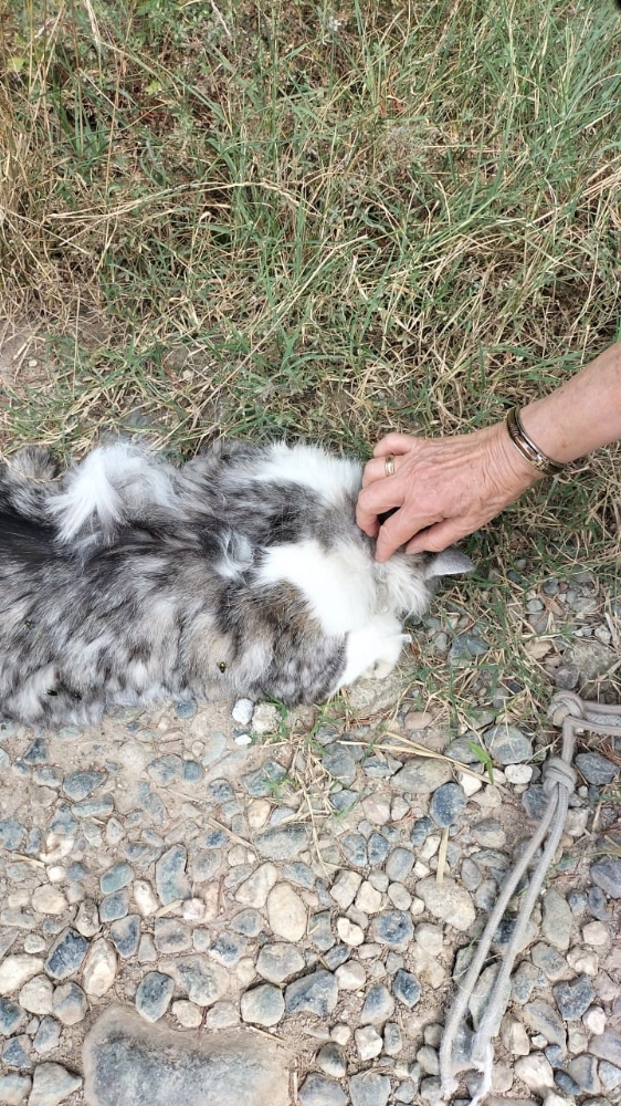 ORRORE A SAN GILLIO - Gattina uccisa e messa in un sacco nero: strangolata o impiccata? - FOTO